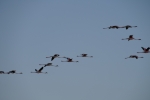 Botswana - Flamingos in der Makgadigadi-Salzpfanne