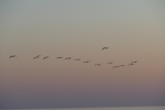 Botswana - Flamingos in der Makgadigadi-Salzpfanne