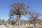 Botswana - Baobab-Baum