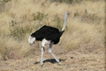 Botswana - Strauß am Straßenrand