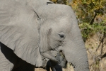 Botswana - Elefanten an der Straße zum Moremi-Reservat