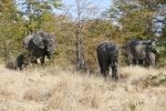 Botswana - Elefanten an der Straße zum Moremi-Reservat