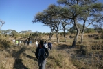 Botswana - Im Gänsemarsch durch den Busch