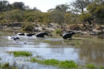 Botswana - Huch, da kommen Menschen...