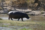 Botswana - Flusspferde im Khwai