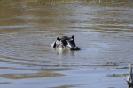 Botswana - Flusspferde im Khwai