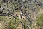 Botswana - Schreiseeadler