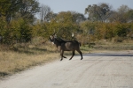 Botswana - Ein männlicher Wasserbock