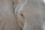 Botswana - Ein prüfender Blick