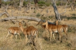 Botswana - Impalas in der Moremi-Region