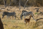 Botswana - Zebras in der Moremi-Region