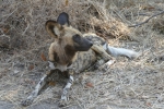 Botswana - Afrikanischer Wildhund in der Moremi-Region