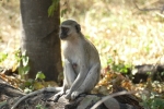 Botswana - Grüne Meerkatze in der Moremi-Region