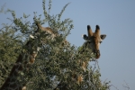 Botswana - Giraffen in der Moremi-Region