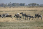 Botswana - Zebras auf einer Insel im Okavangodelta