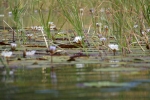 Botswana - Seerosen im Okavangodelta