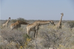 Namibia - Giraffen im Etosha-Nationalpark
