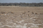 Namibia - Springböcke im Etosha-Nationalpark