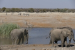 Namibia - Hochbetrieb am Wasserloch im Etosha-Nationalpark