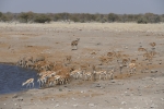Namibia - Verschiedene Antilopen im Etosha-Nationalpark