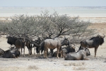 Namibia - Gnus im Etosha-Nationalpark
