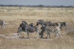Namibia - Zebras im Etosha-Nationalpark