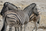 Namibia - Zebras im Etosha-Nationalpark