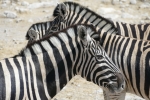 Namibia - Zebras im Etosha-Nationalpark