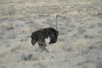 Namibia - Strauß im Etosha-Nationalpark