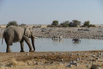 Namibia - Am Wasserloch von Okaukuejo