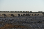 Namibia - Elefanten auf dem Weg zum Wasserloch