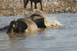 Namibia - Elefanten am Wasserloch von Okaukuejo