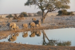 Namibia - Elefanten am Wasserloch von Okaukuejo
