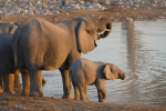 Namibia - Elefanten am Wasserloch von Okaukuejo