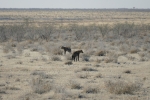 Namibia - Hyänen im Etosha-Nationalpark