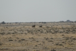 Namibia - Löwen im Etosha-Nationalpark