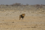 Namibia - Löwe im Etosha-Nationalpark
