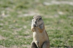 Namibia - Erdhörnchen im Etosha-Nationalpark