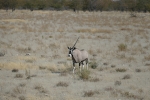 Namibia - Wir haben sogar ein Einhorn gesehen