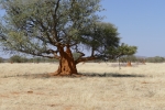 Namibia - Ein Baum wächst aus einem Termitenhügel
