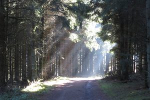 Mehr über den Artikel erfahren Sauersteig – Blick ins Land Runde – Usseln