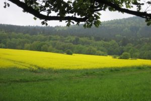 Mehr über den Artikel erfahren Rheinsteig #13: Von Assmannshausen nach Kiedrich