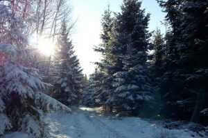 Mehr über den Artikel erfahren Mit dem Wanderschuh rund um Nieringsen