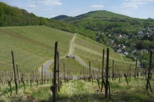 Mehr über den Artikel erfahren Rheinsteig #01: Vom Bonner Rathausplatz nach Rhöndorf