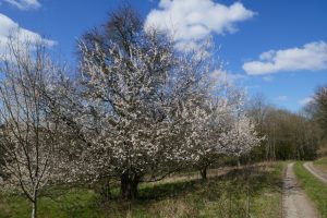 Mehr über den Artikel erfahren Sauersteig – Zweifelmut Runde – Altena