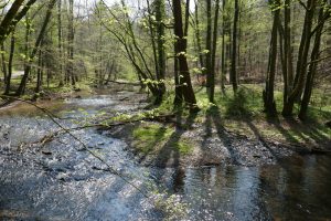 Mehr über den Artikel erfahren Bergische Wanderungen – Altenberger Matschwege