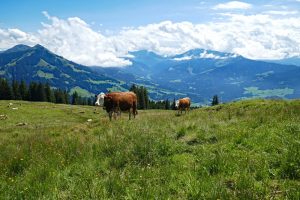 Mehr über den Artikel erfahren Kitzbüheler Alpen – Auf die Hohe Salve