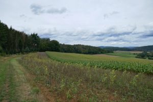 Mehr über den Artikel erfahren Lahn-Dill-Bergland-Pfad #04 – Von Gladenbach bis Caldern