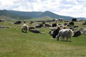 Mehr über den Artikel erfahren Mongolei – Im Orkhon-Tal