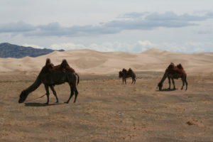 Mehr über den Artikel erfahren Mongolei – Die Sanddünen von Khongoryn Els